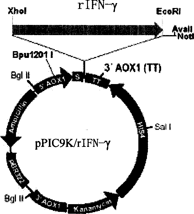 Production method of recombination human interferon gamma