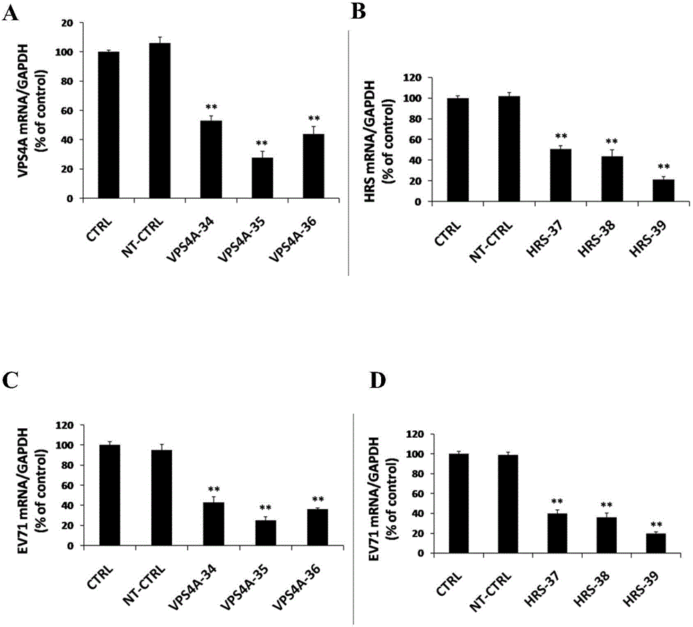 Applications of hepatocyte growth factor-regulated tyropsine kinasesubstrate in preparation of medicines preventing enterovirus 71-type infection