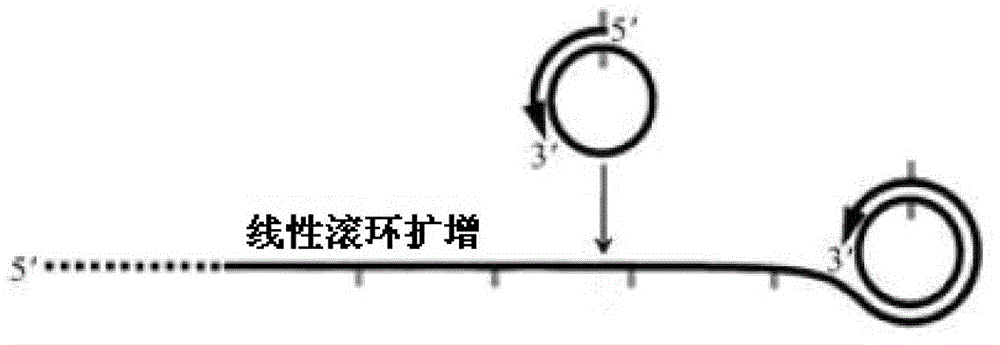 Multi-RCA (rolling circle amplification) method based on split padlock probes