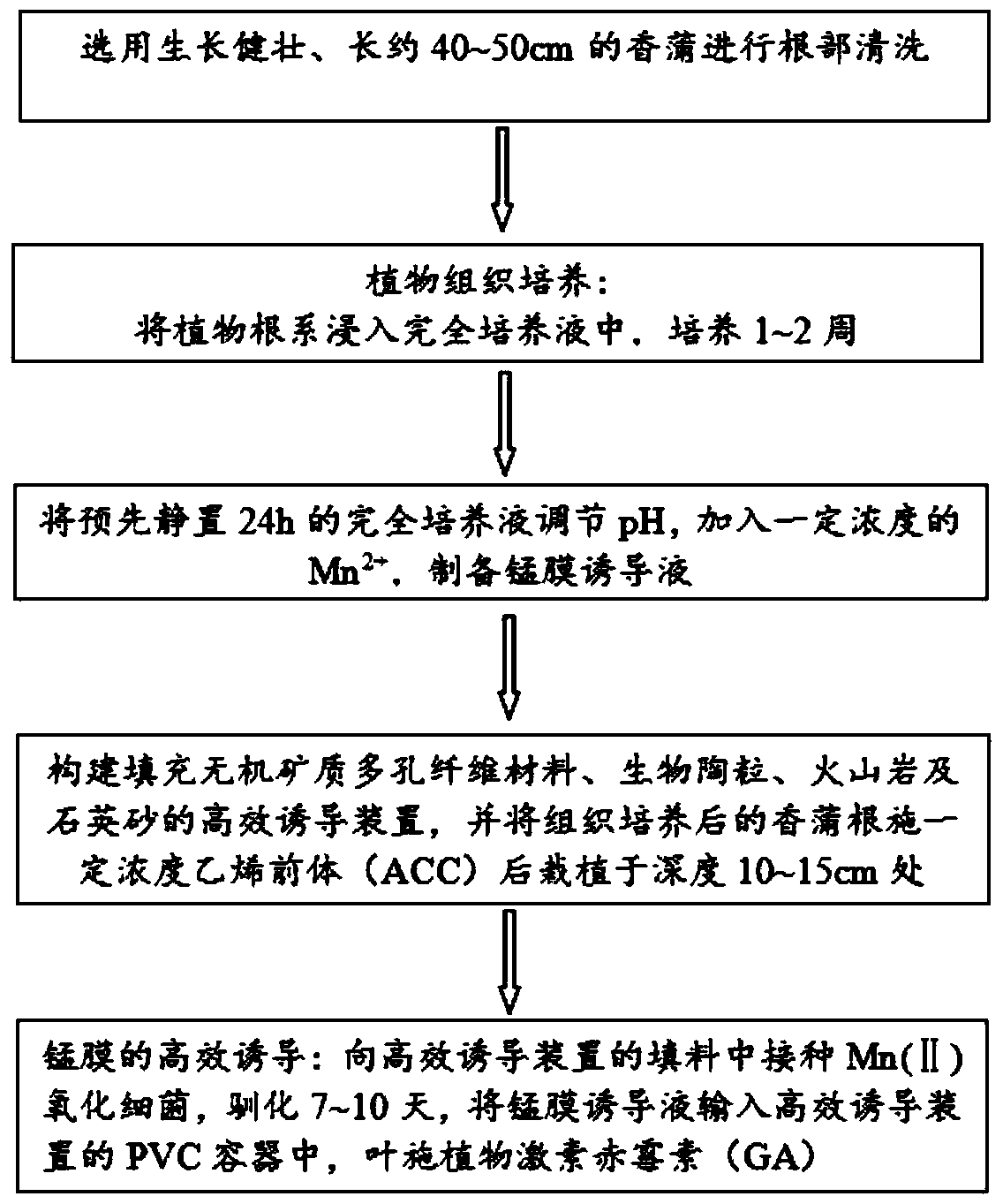 Device and method for inducing root surface of emergent aquatic plants to be coated with manganese films