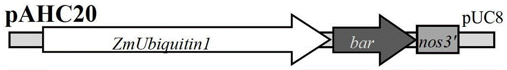 Method for obtaining transgenic wheat by gene gun and its special medium