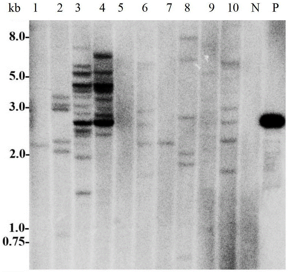 Method for obtaining transgenic wheat by gene gun and its special medium