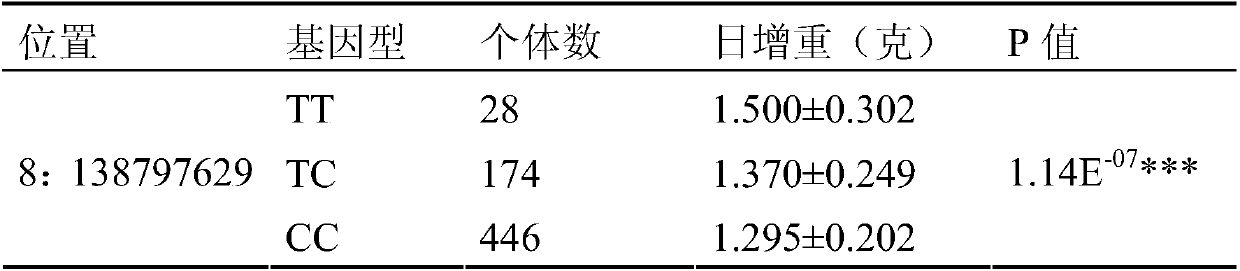 A kind of SNP molecular marker affecting pig birth weight traits and its application