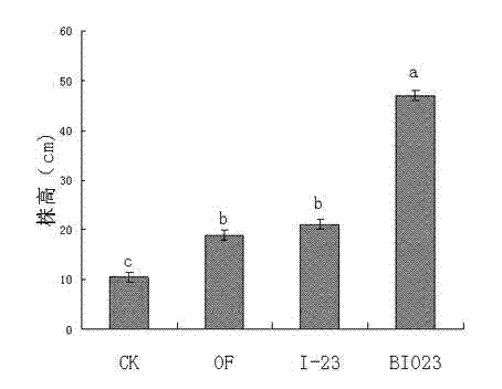 Antagonistic bacteria for preventing bacterial wilt of potatoes and microorganism organic fertilizer thereof