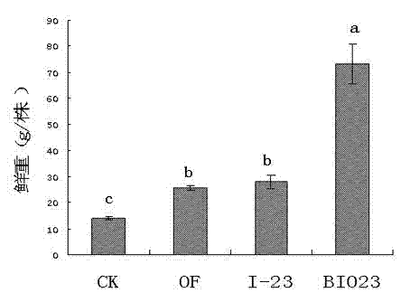 Antagonistic bacteria for preventing bacterial wilt of potatoes and microorganism organic fertilizer thereof