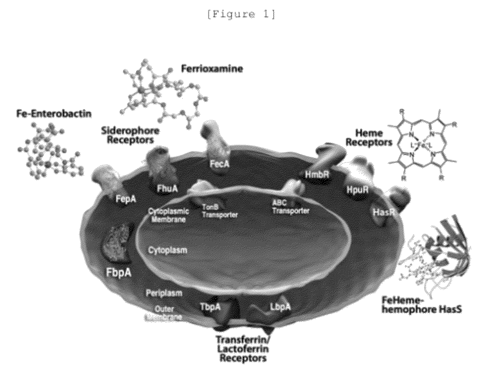 Cephalosporin derivatives and pharmaceutical compositions thereof