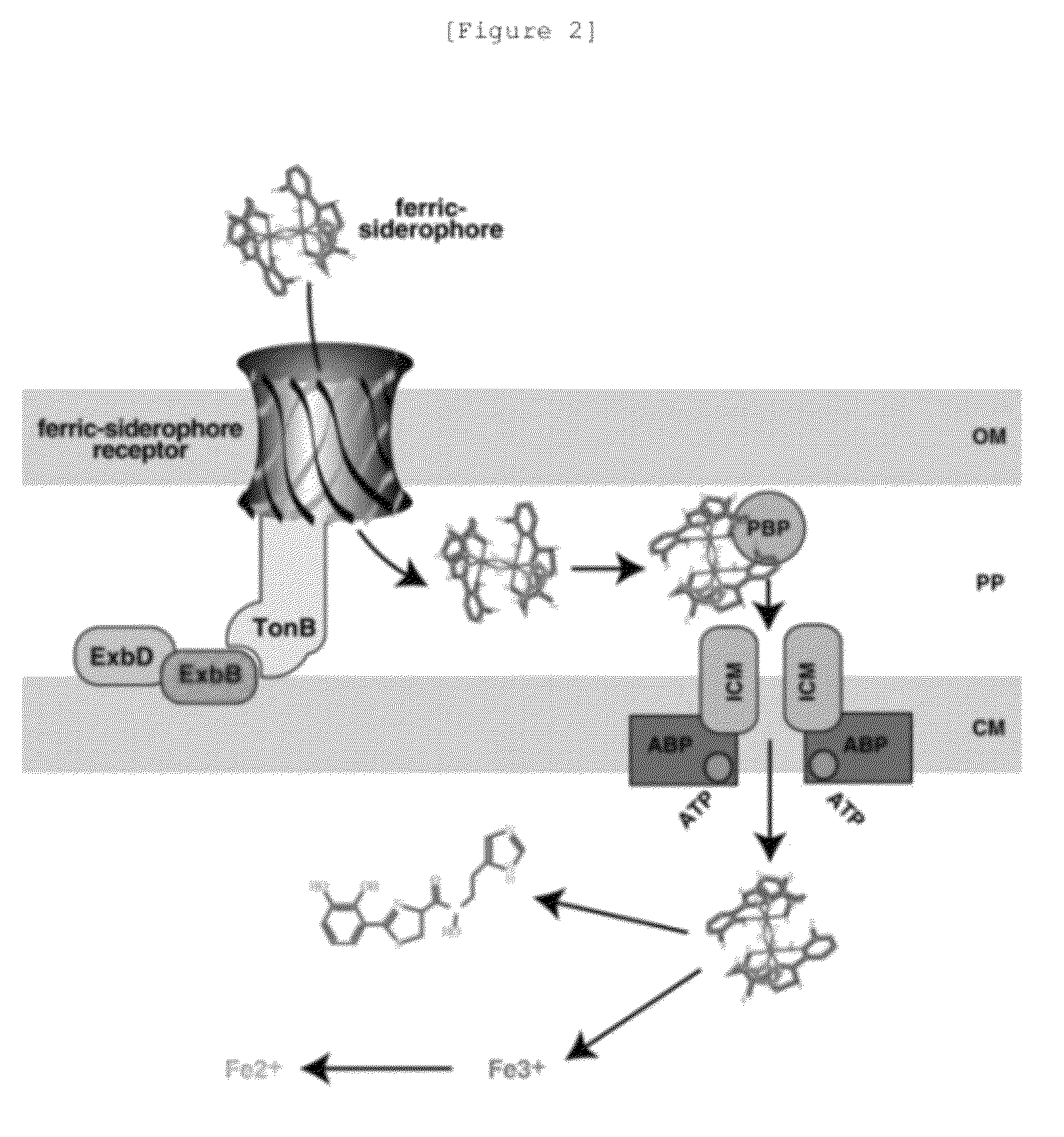 Cephalosporin derivatives and pharmaceutical compositions thereof