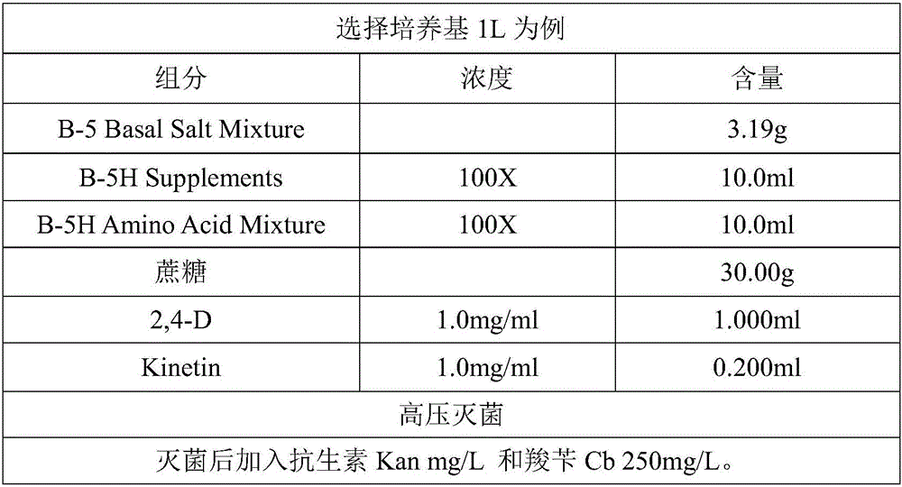 High-efficiency stable wide-spectrum alfalfa genetic transformation method, and transformation system obtained by using method