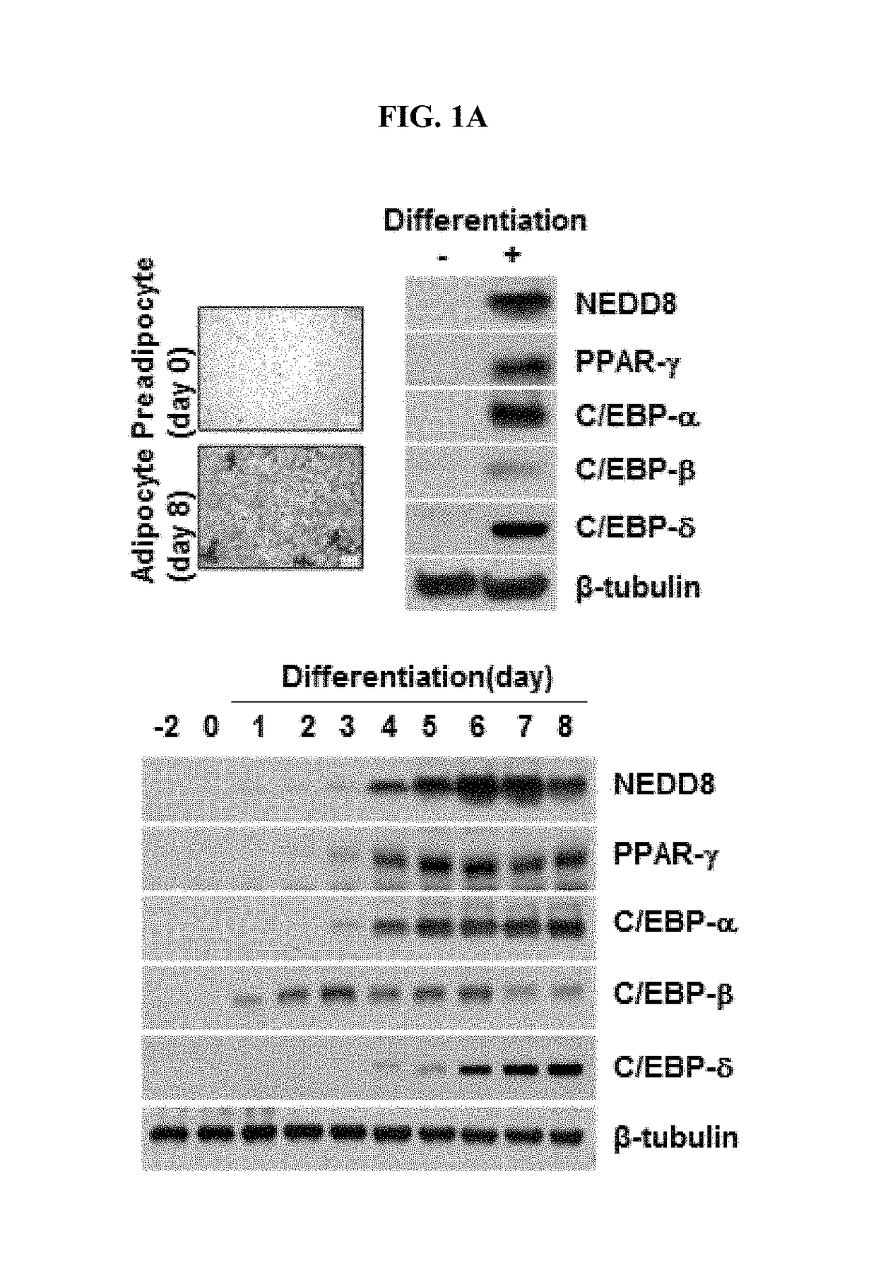 Methods for suppressing adipocyte differentiation