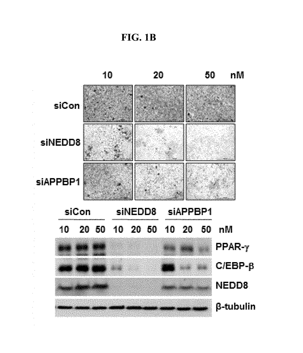 Methods for suppressing adipocyte differentiation