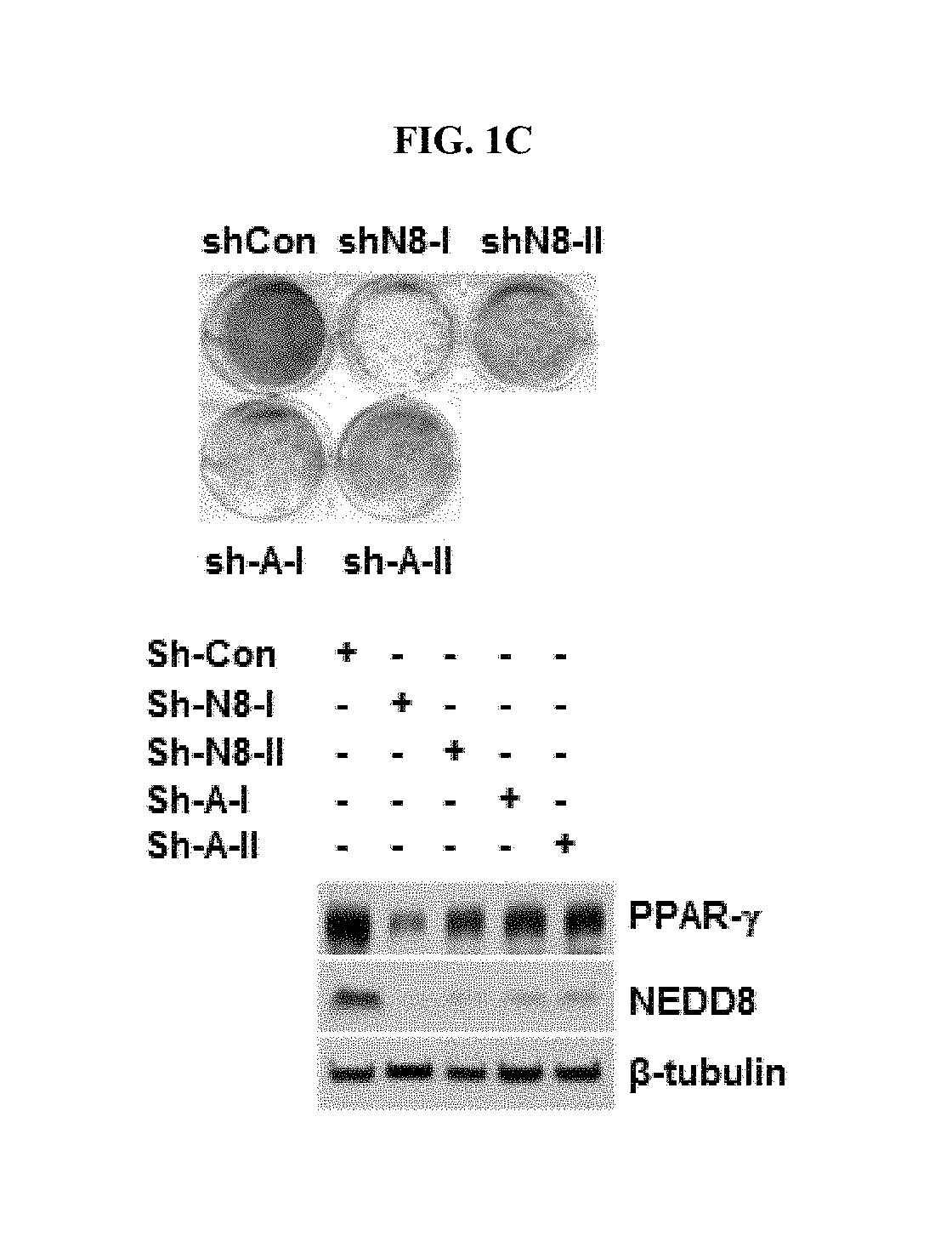 Methods for suppressing adipocyte differentiation