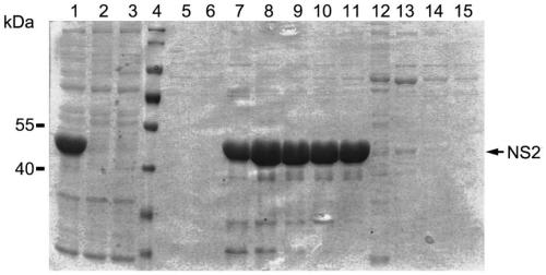 Monoclonal antibody of specificity detection of bluetongue viruses and hybridoma cell strain and application of monoclonal antibody