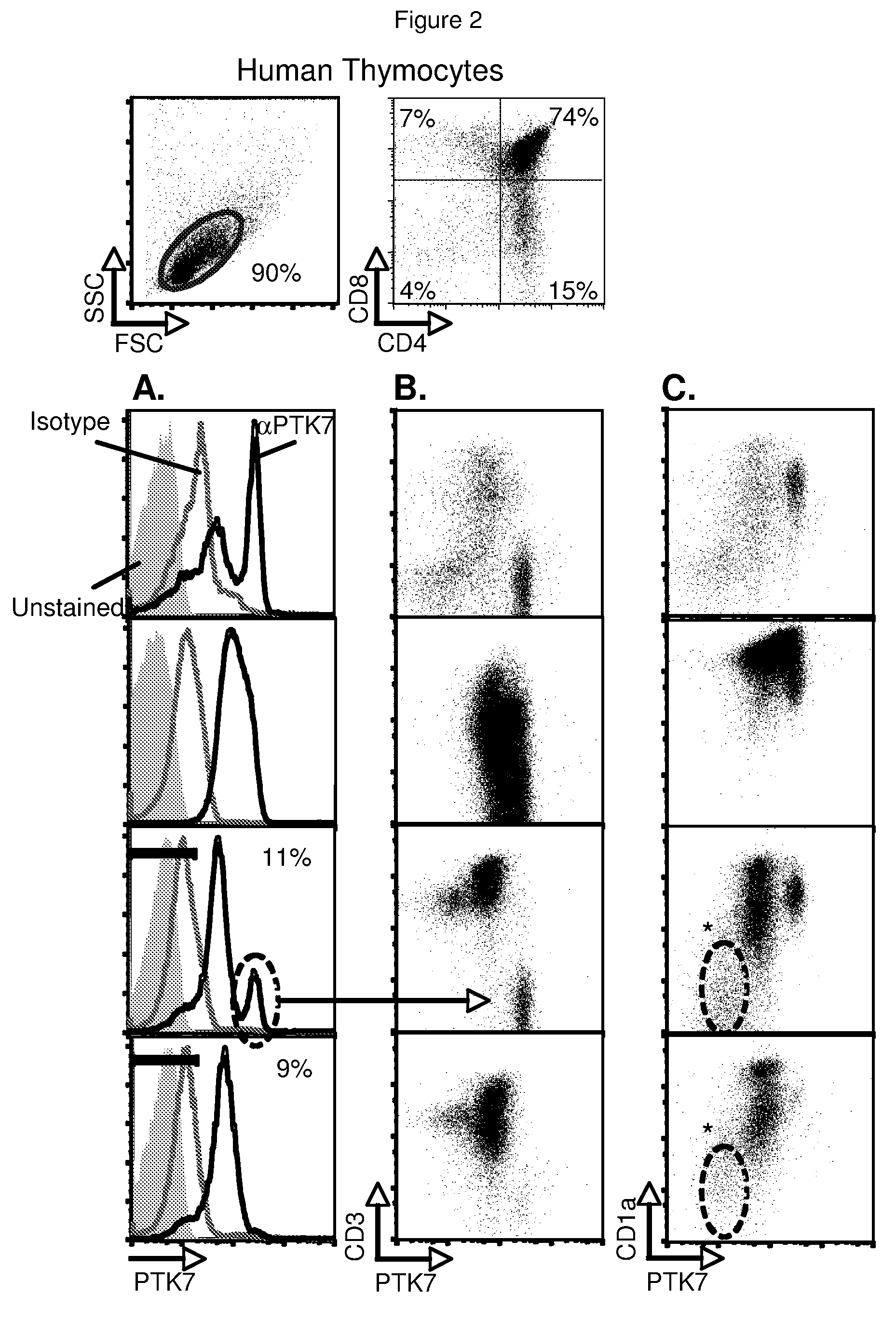 Identification of thymically derived CD4 T cells by protein tyrosine kinase 7 expression