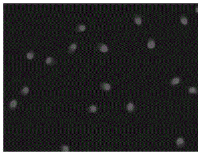 Detection kit and detection method of phosphorylation of sperm tyrosine