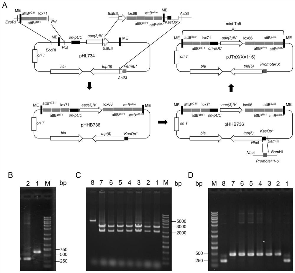 Transposon plasmids for saccharopolyspora spinosa and application of transposon plasmisd