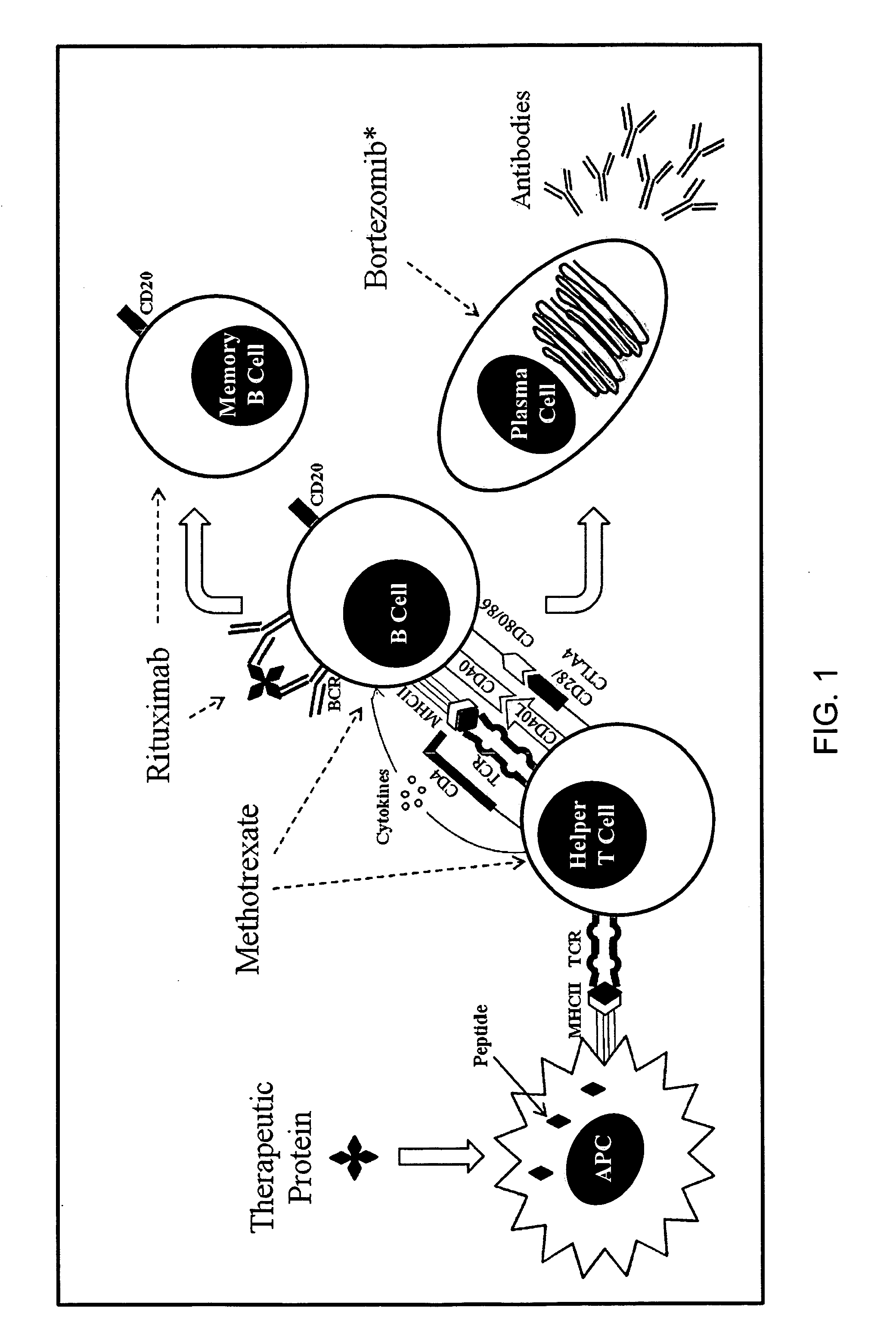 Method of treating patients undergoing protein replacement therapy, gene replacement therapy, or other therapeutic modalities