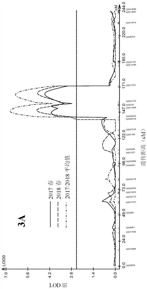 The kasp primer set associated with resistance to scab in wheat and its application