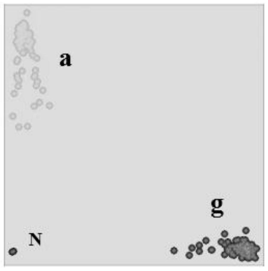 The kasp primer set associated with resistance to scab in wheat and its application