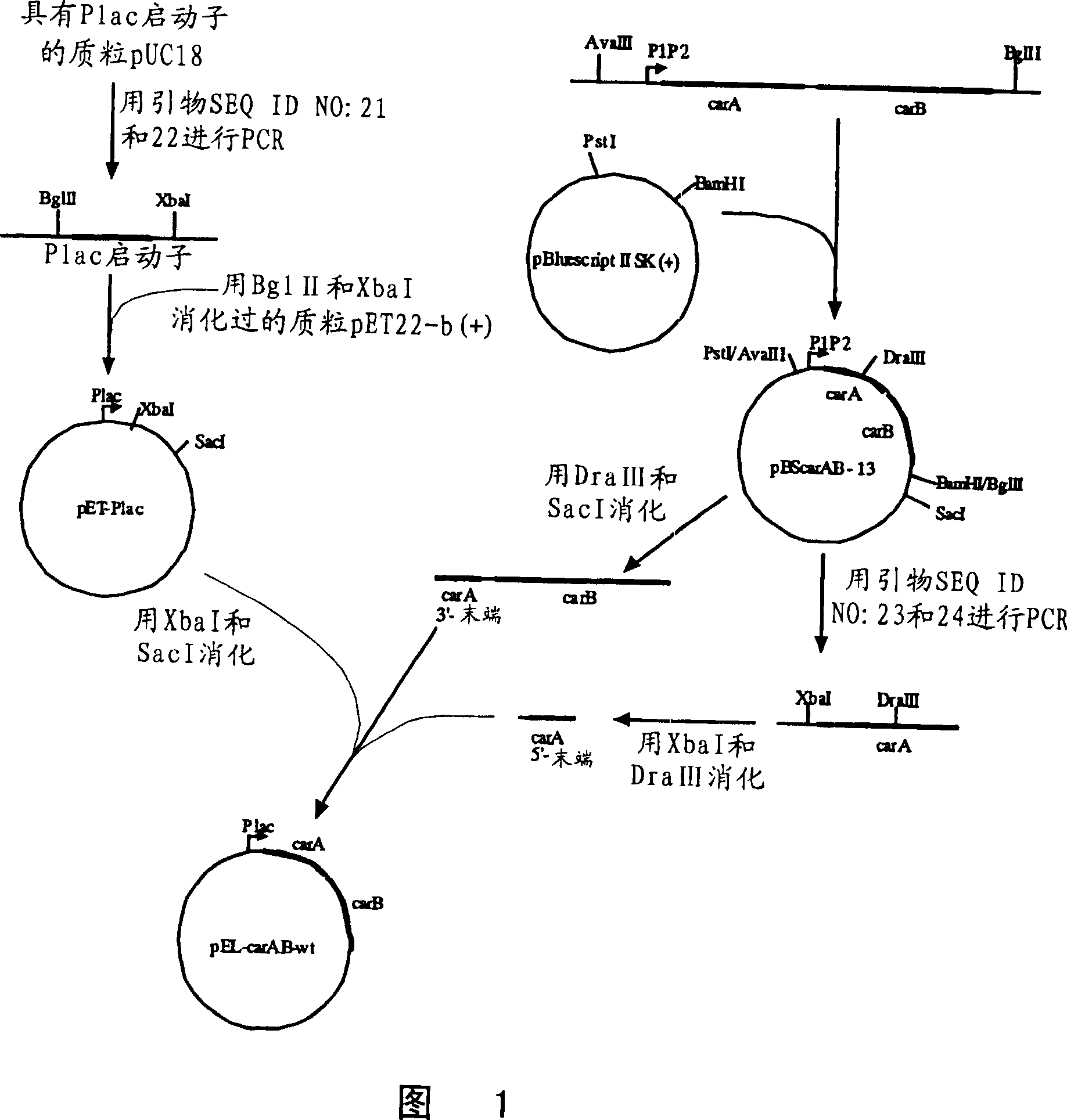 New-mutant carbamyl-phosphate synthesized enzyme and method for producing compound derivated from carbamyl-phosphate