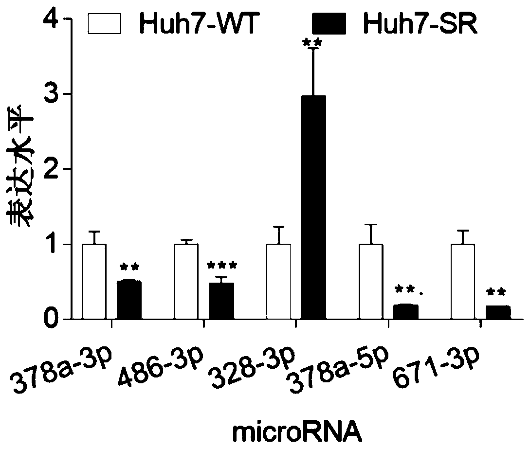 miRNA marker related to liver cancer sorafenib resistance and application of miRNA marker