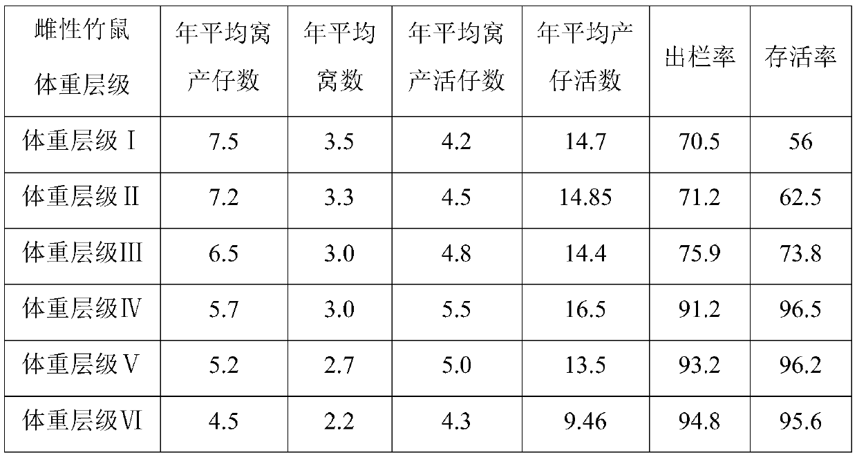 Breeding method of the first paternal line of Chinese bamboo rat