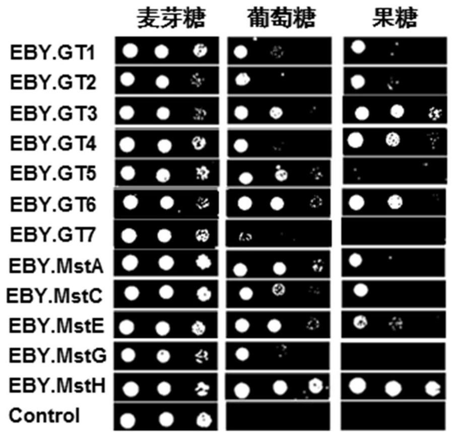 Glucose transporter and application thereof to improving organic acid production