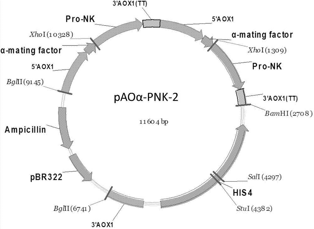 Recombinant bacterium capable of high efficiently secreting and expressing natto kinase