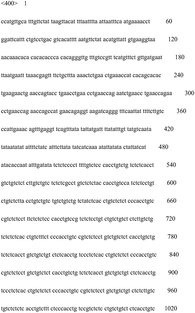 SNP site related to growth trait of paralichthys olivaceus as well as screening method and application of SNP site