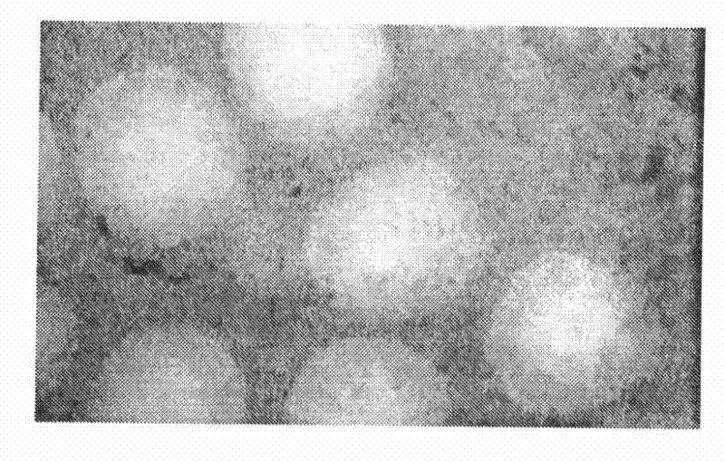 Preparation method of titanium silver-based antimildew and antibacterial emulsion paint interior wall paint