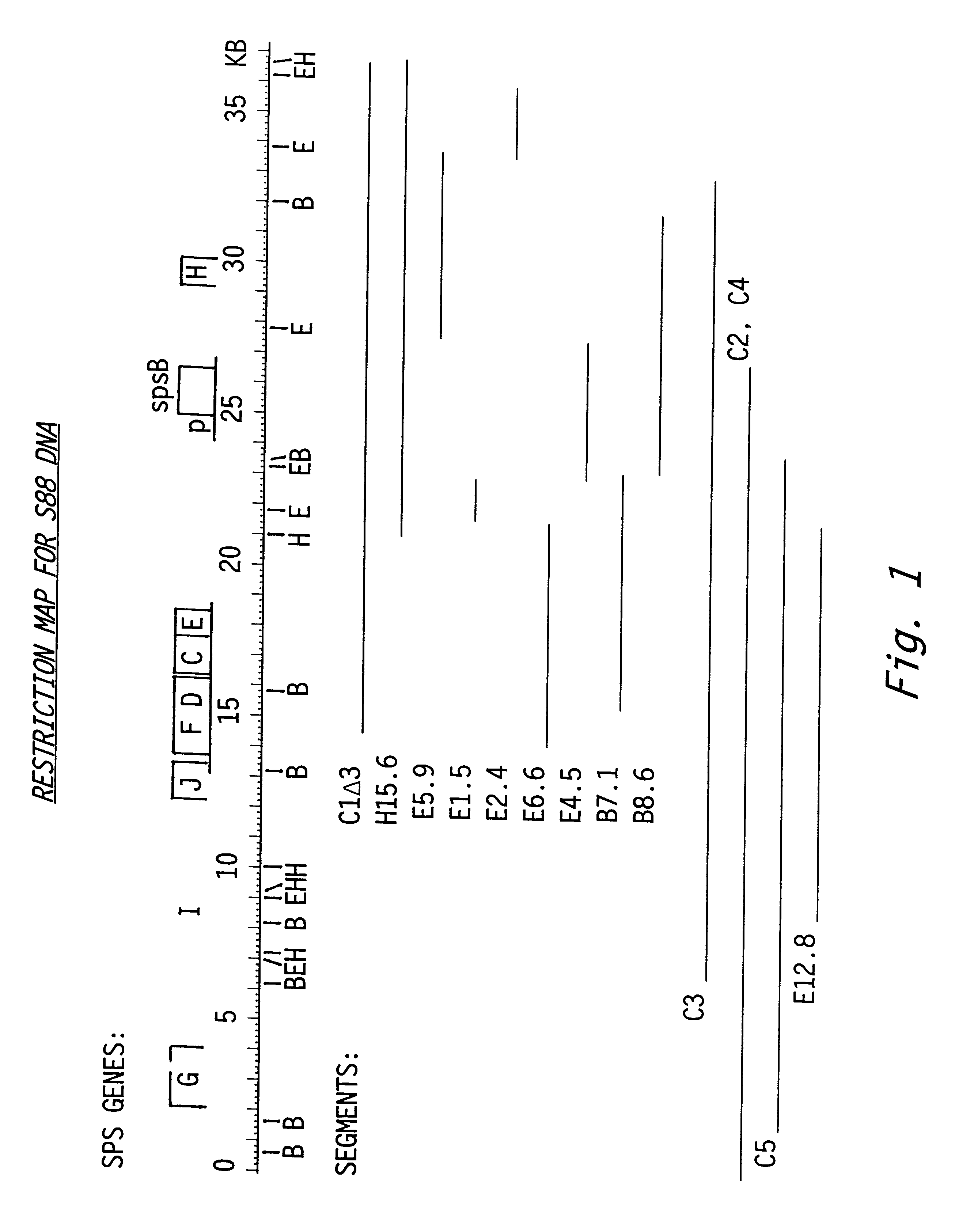 DNA segments and methods for increasing polysaccharide production