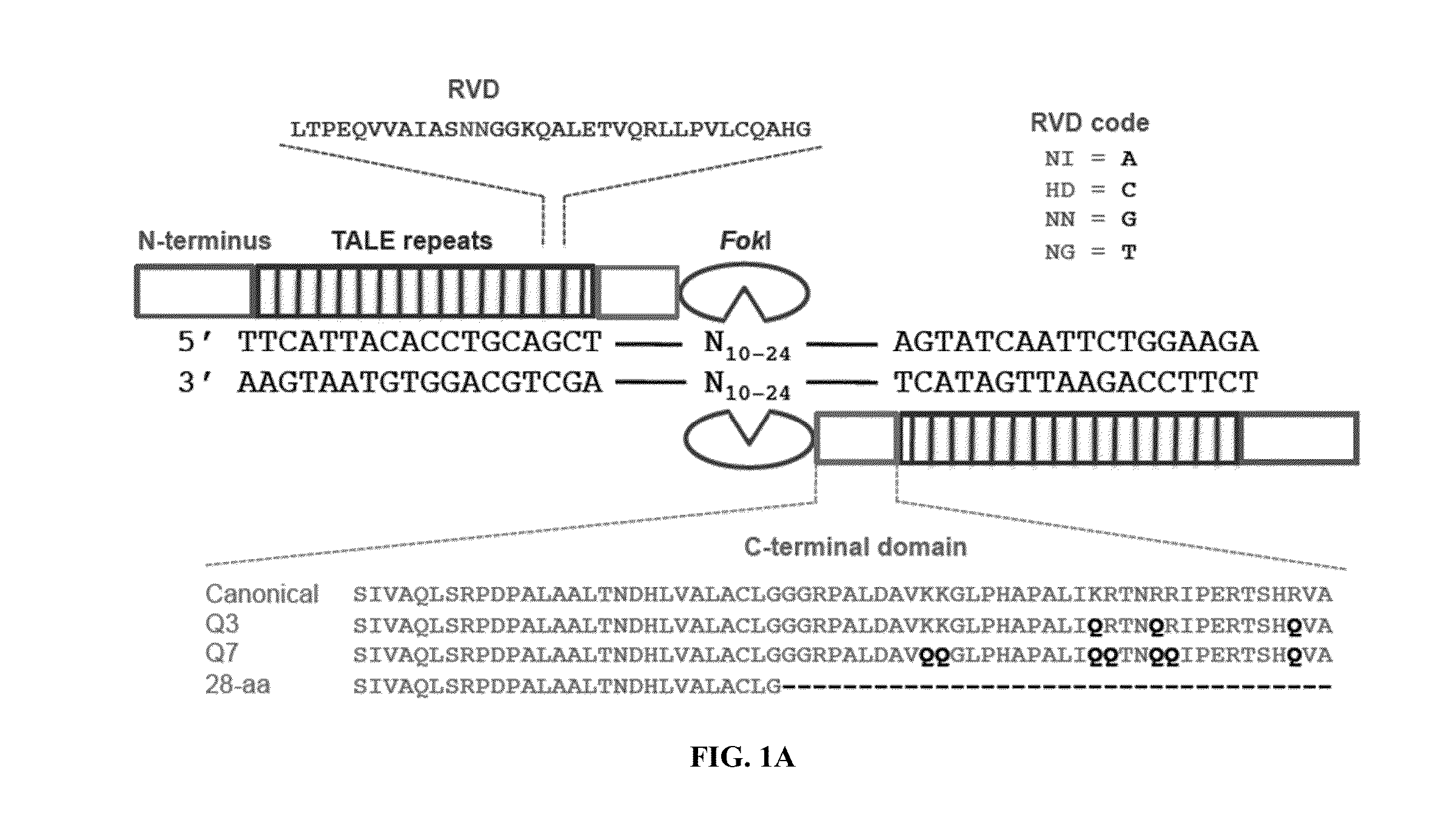 Engineered transcription activator-like effector (TALE) domains and uses thereof