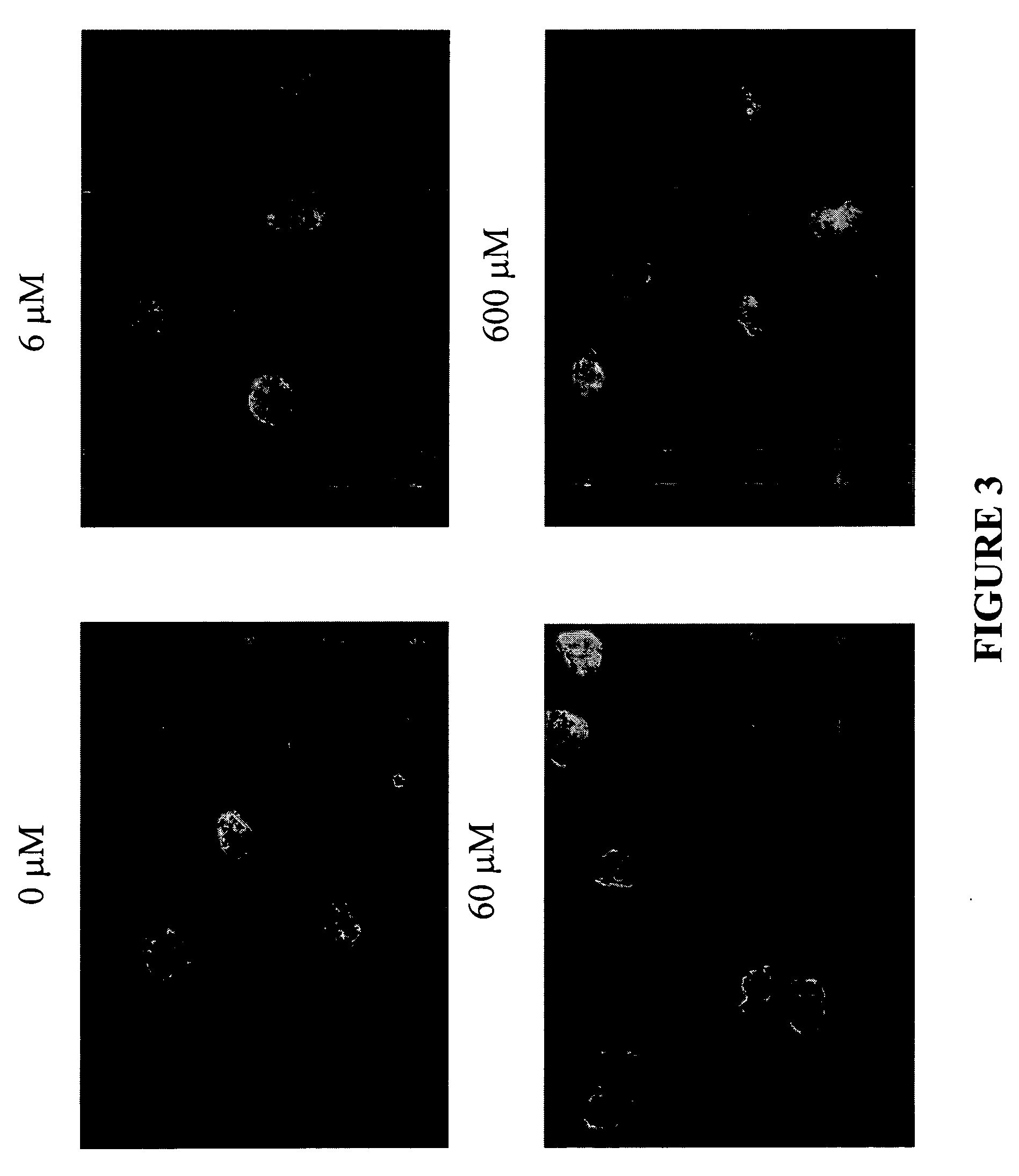 Cyclic peptide and imaging compound compositions and uses for targeted imaging and therapy