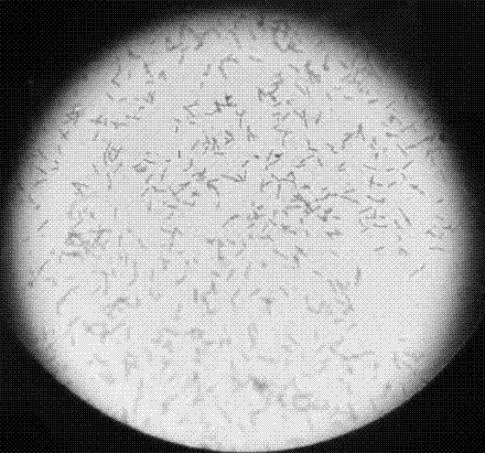Lactobacillus acidophilus and screening method and application thereof and microbial inoculum