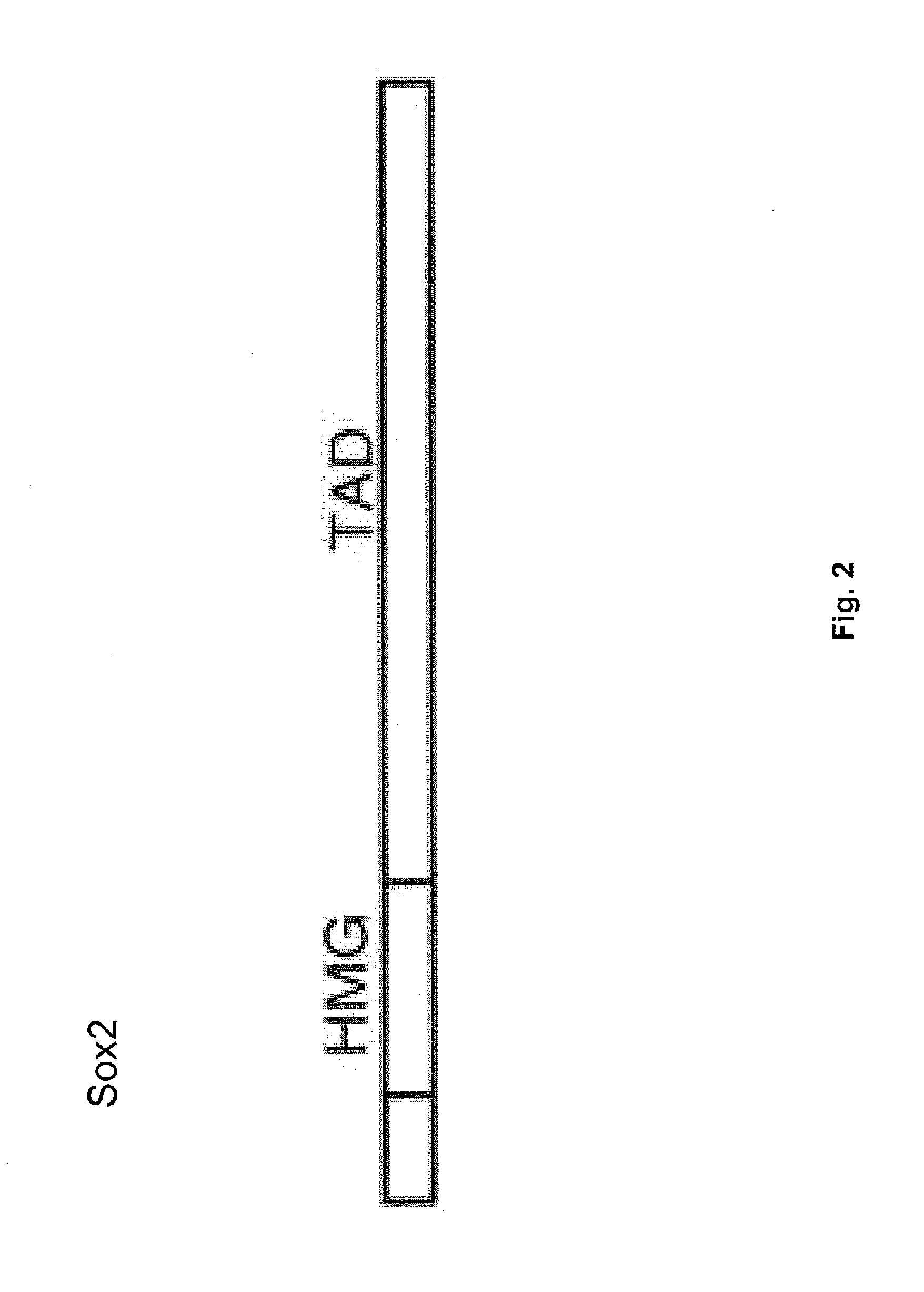 De-differentiation of human cells