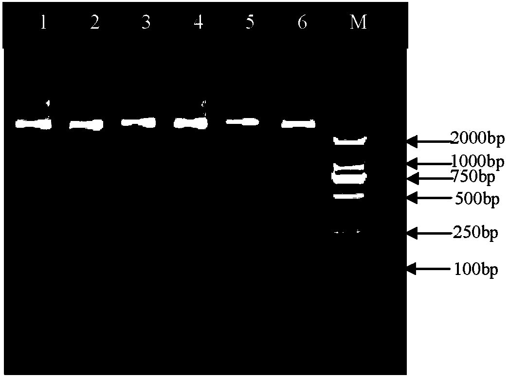 A group-specific primer PCR-SBT method and reagents for hla-dqb1 genotyping