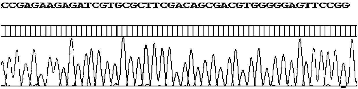 A group-specific primer PCR-SBT method and reagents for hla-dqb1 genotyping