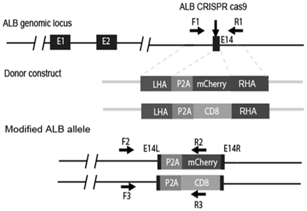 Expression method and application of ALB fusion protein