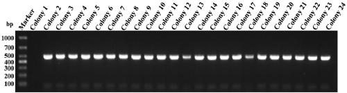 Application of specific single domain antibody for V5 tag protein