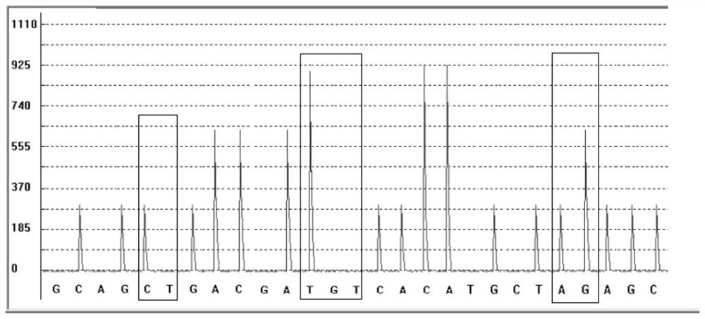 Detection kit and detection method for metabolic marker of pegylated interferon alpha