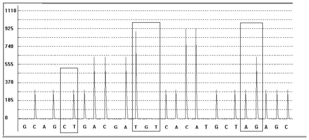 Detection kit and detection method for metabolic marker of pegylated interferon alpha