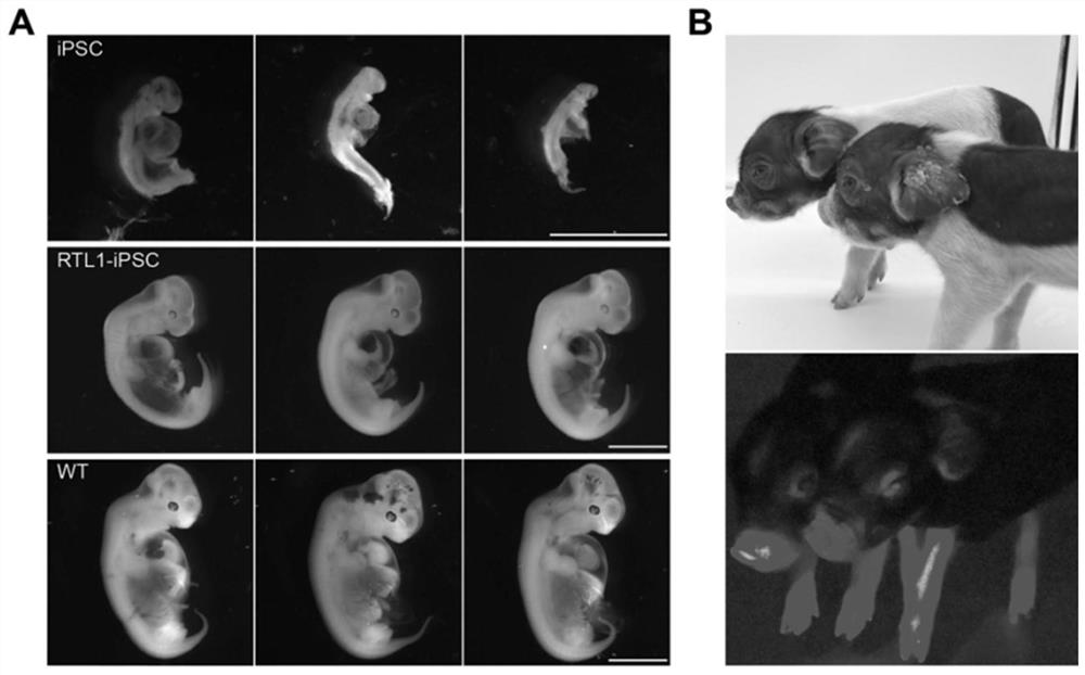 A method for increasing the pregnancy rate of recipients of mammalian cloned embryos
