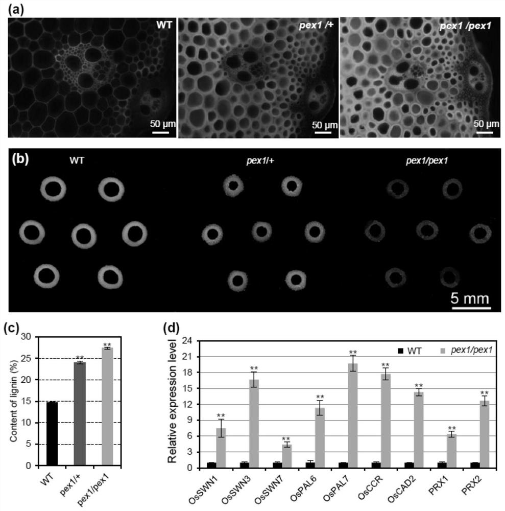 Application of rice ospex1 gene in regulation of lignin metabolism