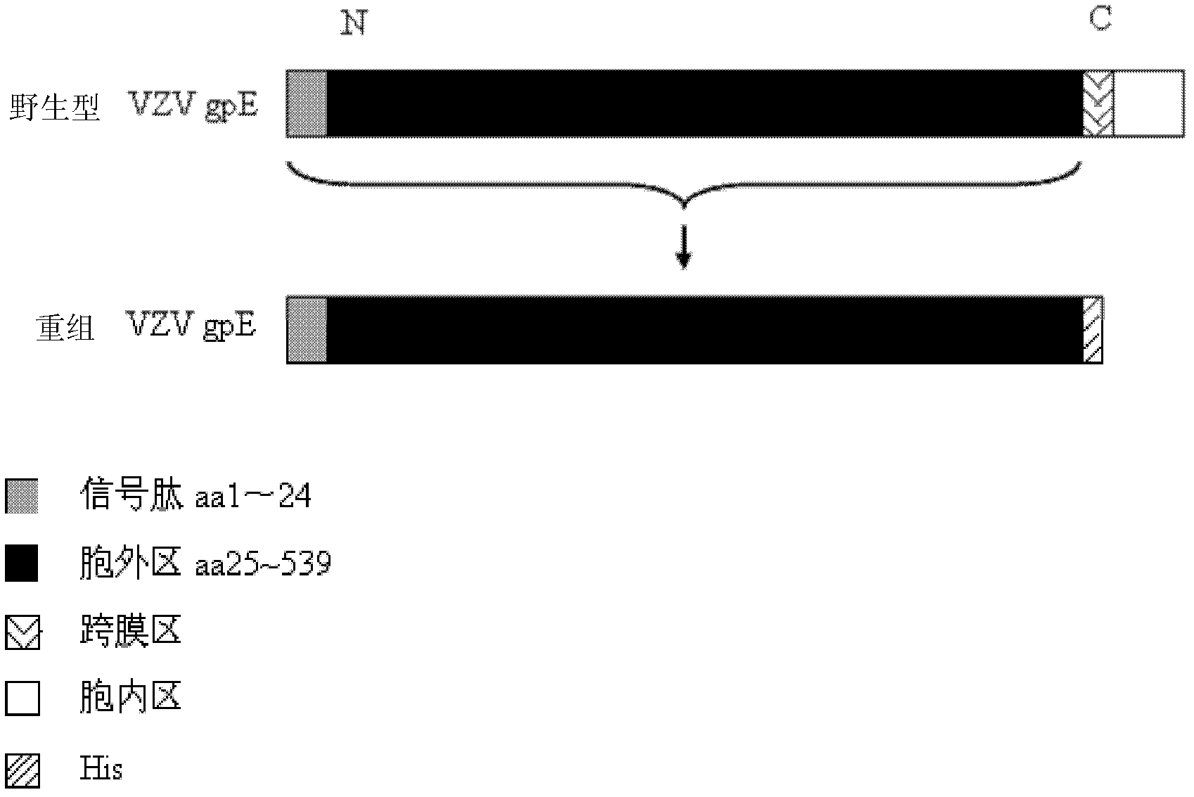 Method for recombinant expression of varicella-zoster virus truncation type glycoprotein E and application thereof