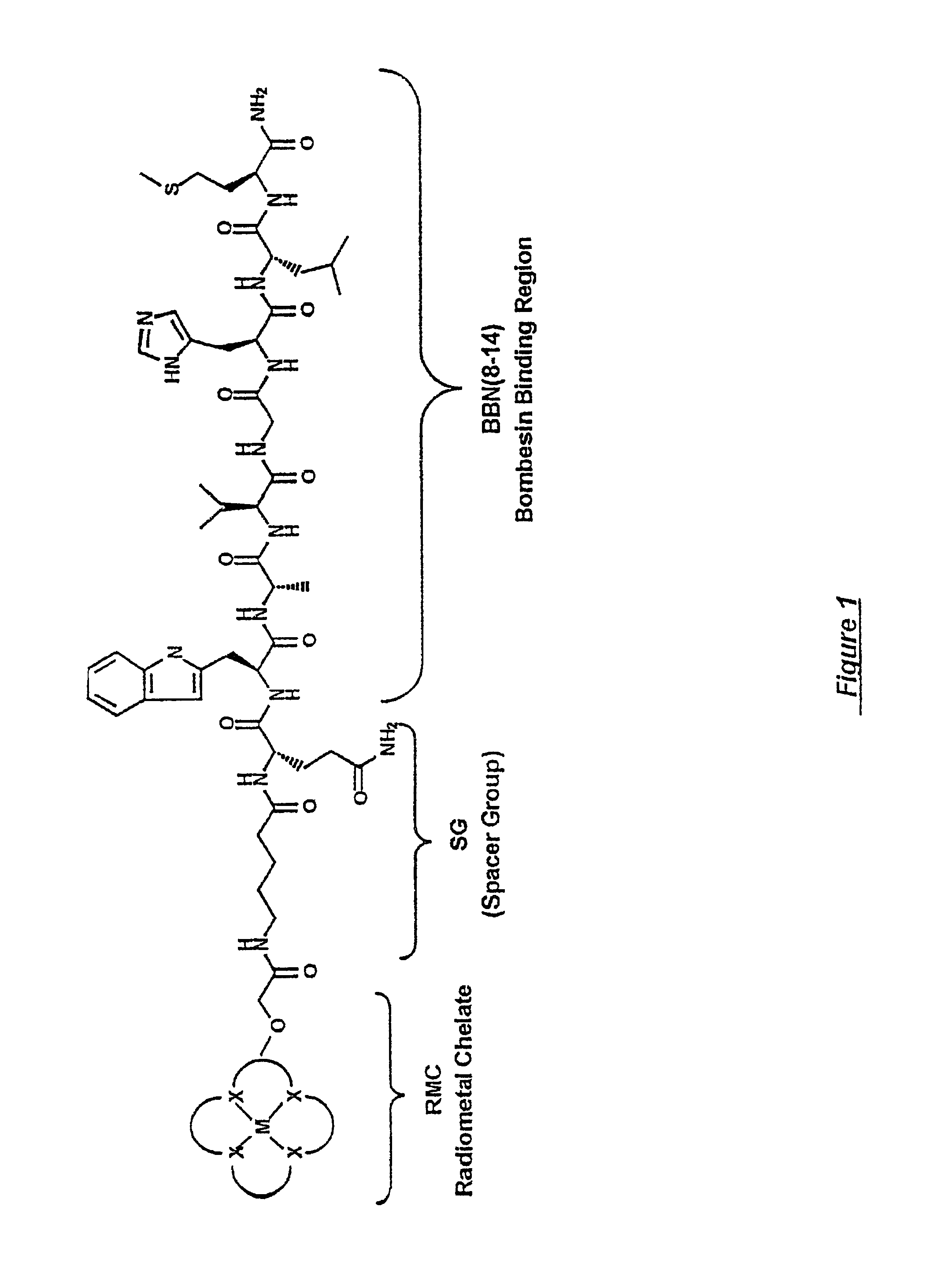 Gastrin receptor-avid peptide conjugates