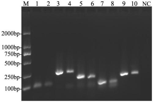 Primer set for performing fluorescence quantitative PCR detection on decapod iridescent virus 1 ( Decapod iridescent virus 1, DIV1 ) and reagent kit