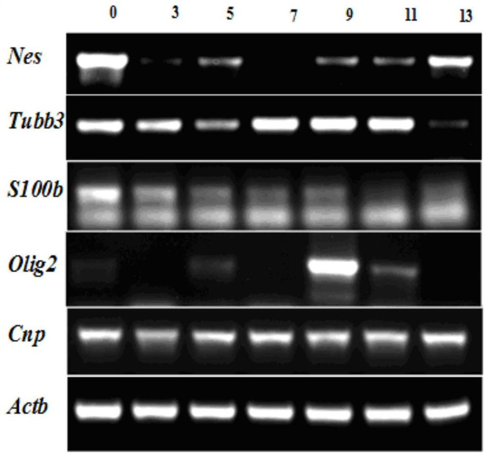 Method for differentiating neural stem cells into oligodendroglia cells, culture medium and application