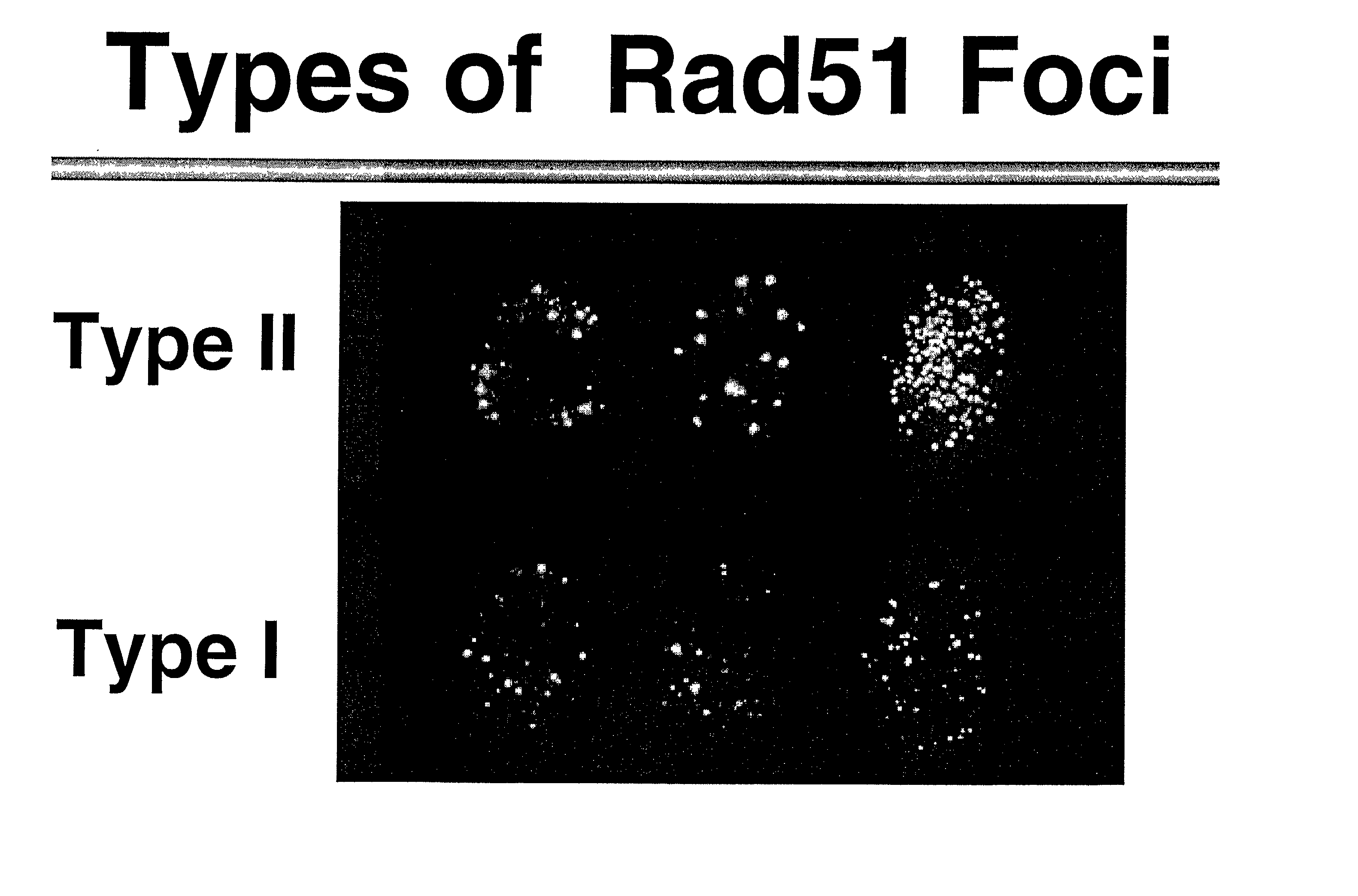 Methods and compositions utilizing rad51