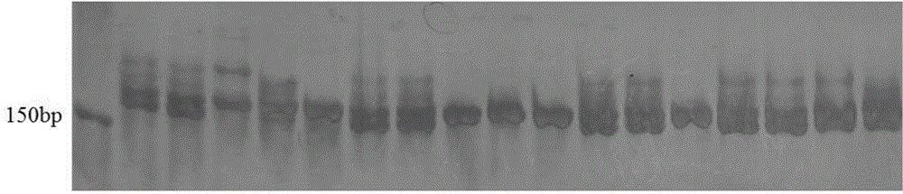Pumpkin SSR labeled primers applied to multiplex PCR reaction and application of pumpkin SSR labeled primers
