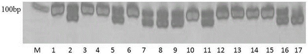 Pumpkin SSR labeled primers applied to multiplex PCR reaction and application of pumpkin SSR labeled primers