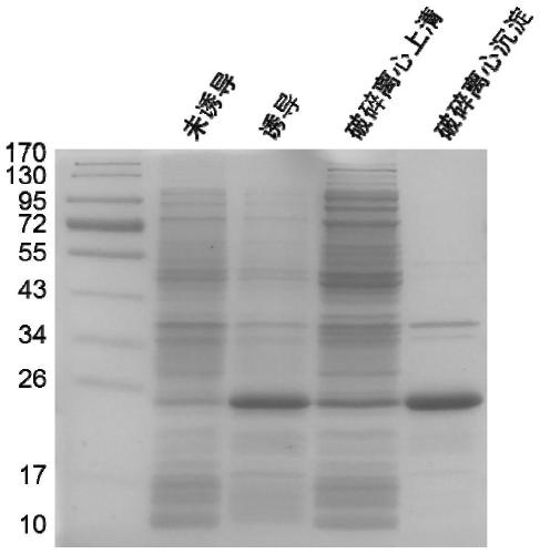 Recombinant fibronectin mutant and application thereof